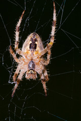 Macrofotografia di un ragno Araneus diadematus