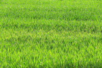 Growing wheat, outdoors