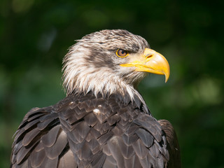 Obraz premium Pygargue à tête blanche
