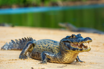 A large caiman, Caiman latirostris, walks down the beach to enter the Cuiaba River.	