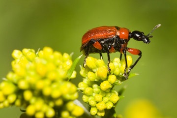 Macrofotografia di un insetto Apoderus coryli