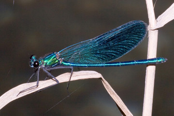Macrofotografia di un insetto Calopteryx splendens