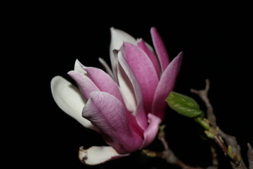 Blooming magnolia. Spring. Night.