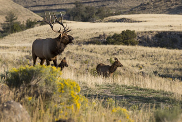 Elk in the Mountains 