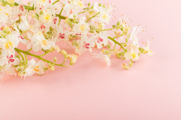 Obraz na płótnie Canvas Sprinf Flower Background