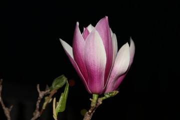 Blooming magnolia. Spring. Night.