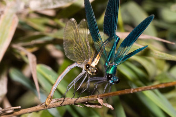 Macrofotografia di un insetto Calopteryx splendens