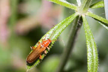 Macrofotografia di un insetto Rhagonycha fulva