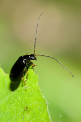 Macrofotografia di un insetto Luperus longicornis