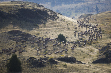 Elk Herd in the Mountains 