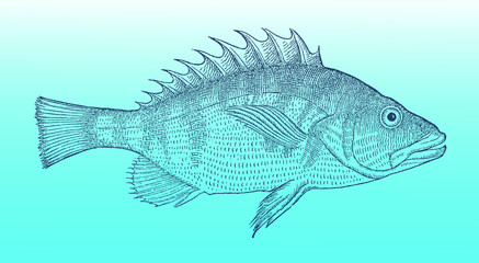Painted comber, serranus scriba in side view on a blue-green gradient background (after a historical or vintage woodcut illustration from the 16th century). Easy editable in layers