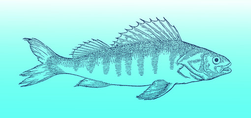 European perch (perca fluviatilis) in profile view on a blue-green gradient background (after a historical or vintage woodcut illustration from the 16th century). Easy editable in layers
