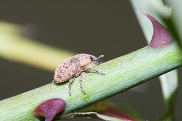 Macrofotografia di un insetto Polydrosus mollis