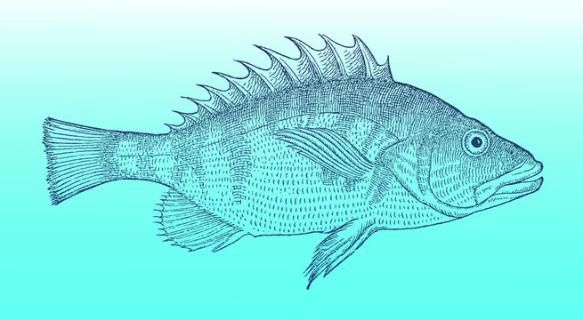 Painted comber, serranus scriba in side view on a blue-green gradient background (after a historical or vintage woodcut illustration from the 16th century). Easy editable in layers
