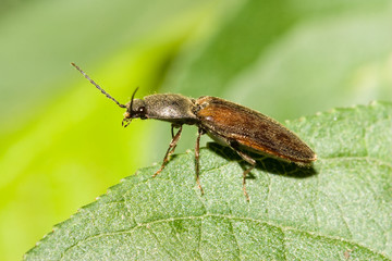 Macrofotografia di un insetto Athous