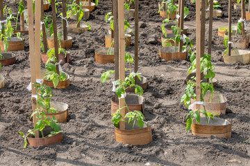 Tomato plant growing in the soil