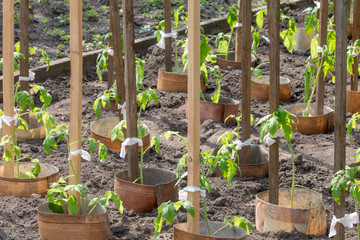 Tomato plant growing in the soil