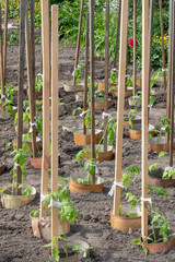 Tomato plant growing in the soil