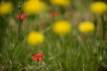 Red  wild flower in Patagonia, Argentina