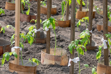 Tomato plant growing in the soil