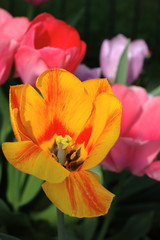 Close up macro beautiful orange tulip flower