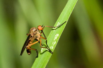 Macrofotografia di un insetto Empis livida