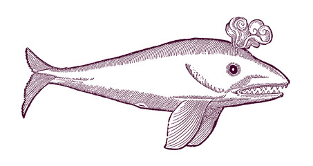Blowing whale (physeter) in profile view. Illustration after a historical or vintage woodcut from the 16th century