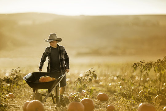 Young boy pushing a wheelbarrow of pumpkins in a field.