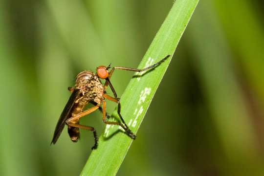 Macrofotografia di un insetto Empis livida
