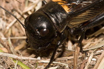 Macrofotografia di un insetto Gryllus campestris