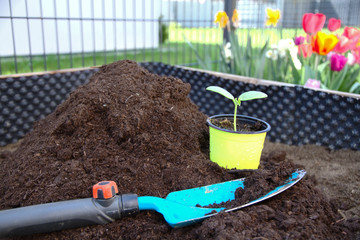 Beautiful fresh green young seedling of plants in a brown soil and a small garden shovel, close-up.