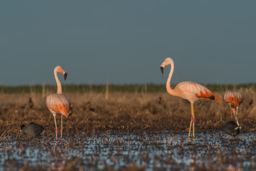 Flamingos, Patagonia Argentina