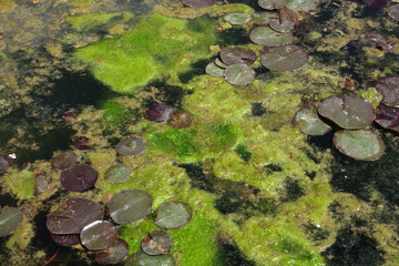 Pond with green marsh mud and frogs