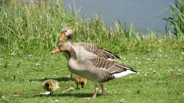 Geeze family foraging