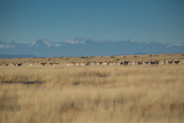 Fototapeta na wymiar Pronghorn Herd