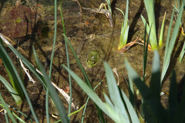 Pond with green marsh mud and frogs