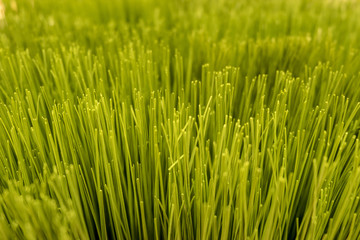 Fototapeta na wymiar Close up texture of artificial grass with shallow depth of field , abstract background