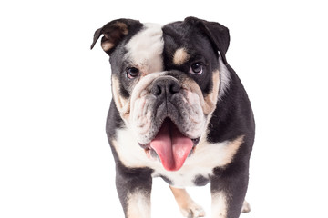 bulldog, bulldog on white background, funny bulldog