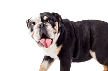 bulldog, bulldog on white background, funny bulldog