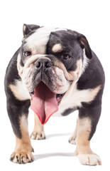 bulldog, bulldog on white background, funny bulldog