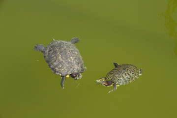 Obraz premium Side way view of a green turtle swimming in very murky waters in a pond