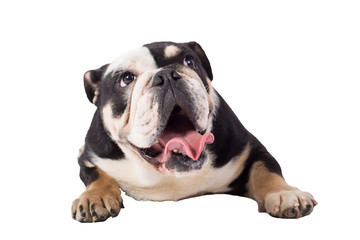 bulldog, bulldog on white background, funny bulldog