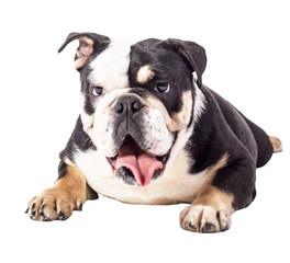 Obraz premium bulldog, bulldog on white background, funny bulldog