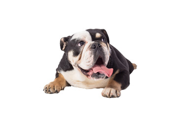 Obraz premium bulldog, bulldog on white background, funny bulldog