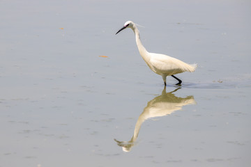 Garzetta (Egretta garzetta)
