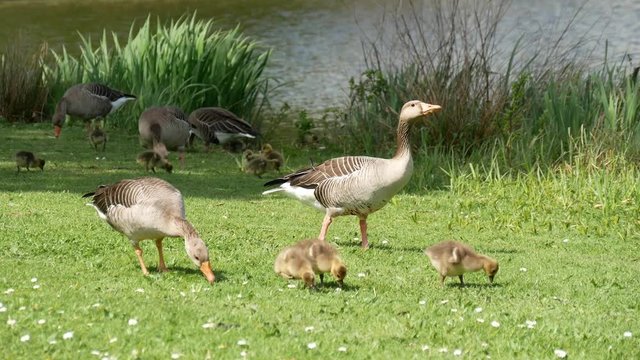 Geeze family foraging