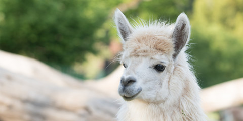 Fototapeta premium Alpaka