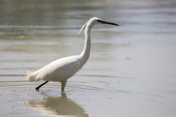 Garzetta (Egretta garzetta)