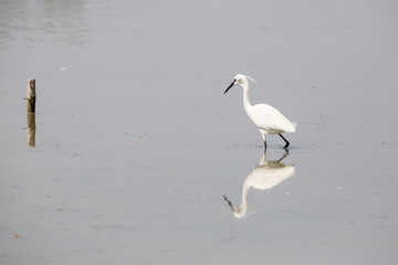 Garzetta (Egretta garzetta)