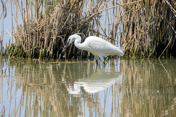 Garzetta (Egretta garzetta)